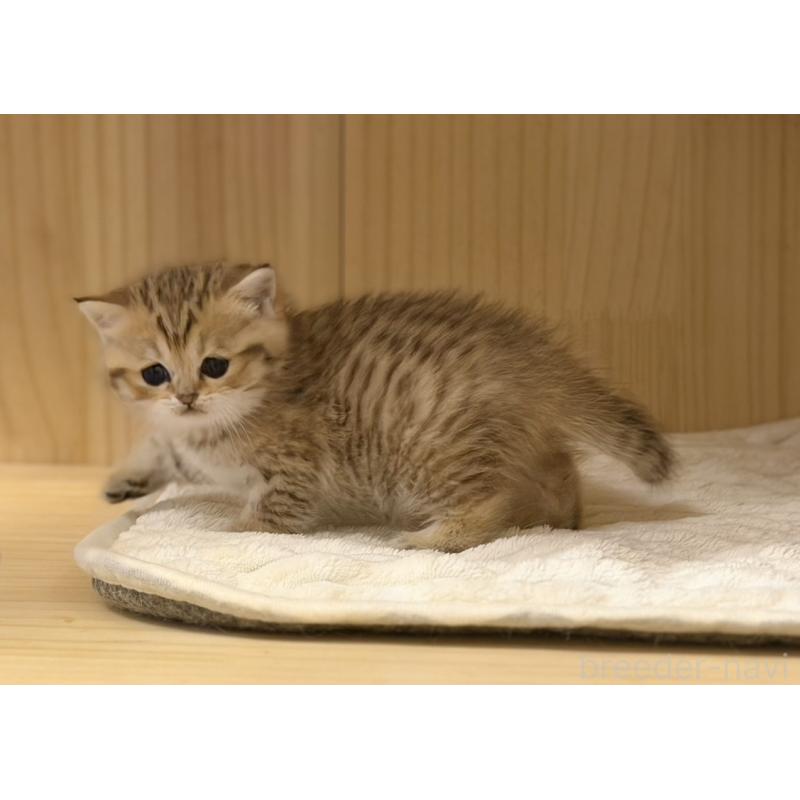 成約済の福岡県のスコティッシュフォールド-134635の5枚目