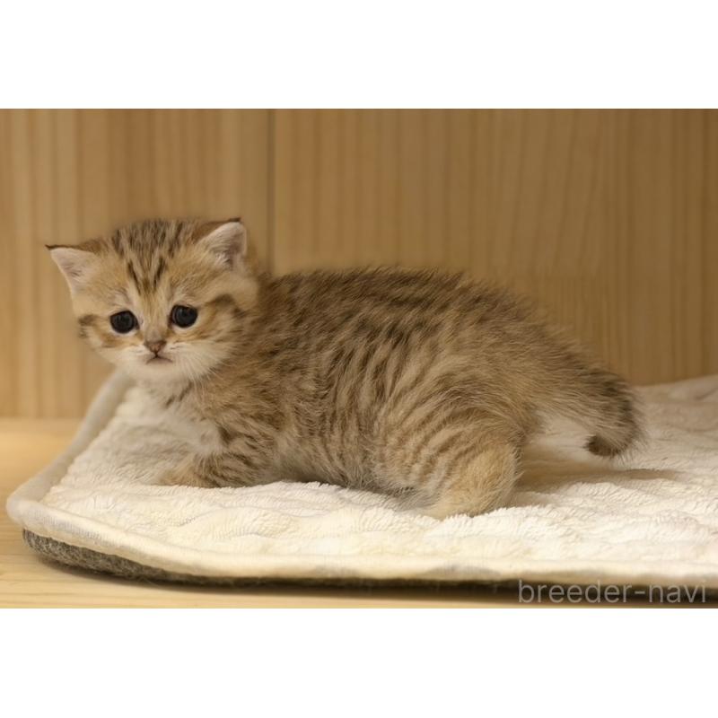 成約済の福岡県のスコティッシュフォールド-134635の4枚目