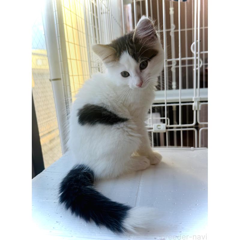 販売中の東京都のノルウェージャンフォレストキャット-133211の5枚目