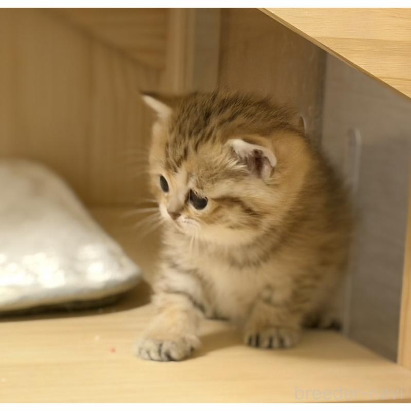 成約済の福岡県のスコティッシュフォールド-134635の3枚目