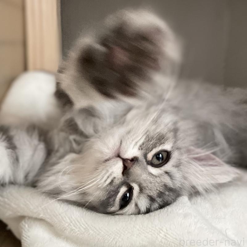 販売中の愛知県のミヌエット-130137