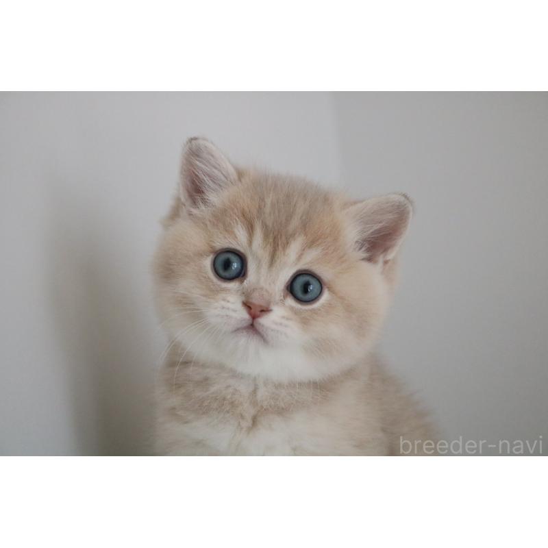 販売中の愛知県のブリティッシュショートヘア-133485の5枚目