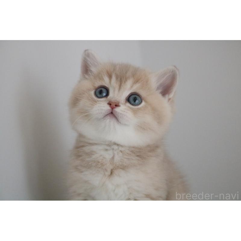 販売中の愛知県のブリティッシュショートヘア-133485の4枚目