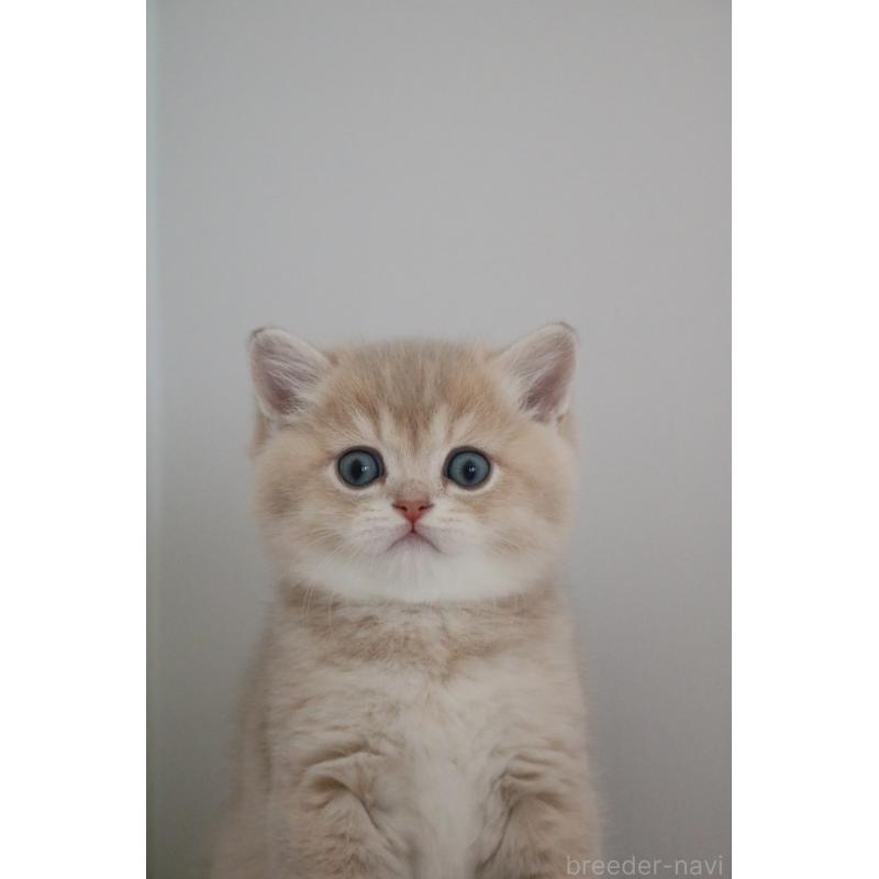 販売中の愛知県のブリティッシュショートヘア-133485の3枚目