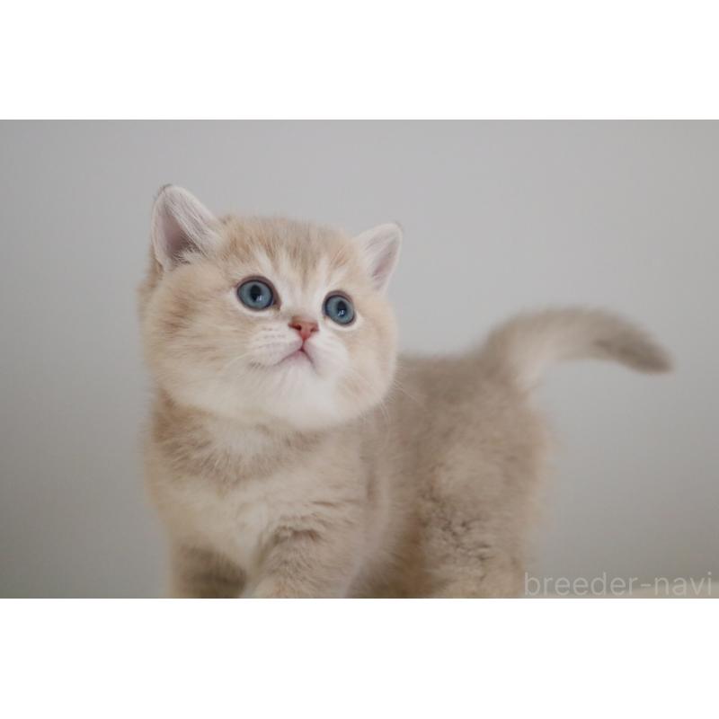 販売中の愛知県のブリティッシュショートヘア-133485の2枚目