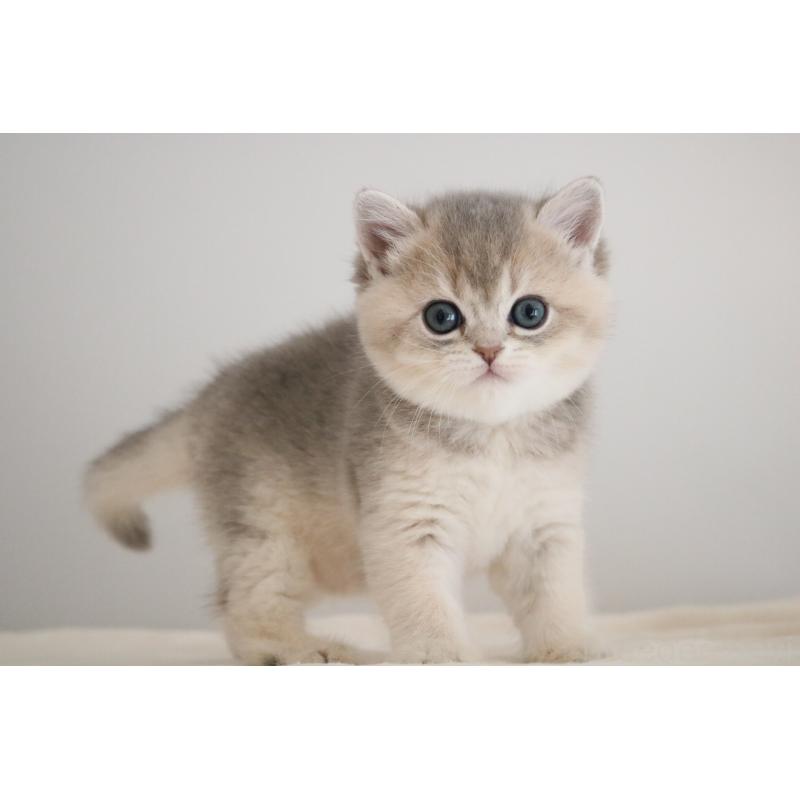 販売中の愛知県のブリティッシュショートヘア-133484の6枚目