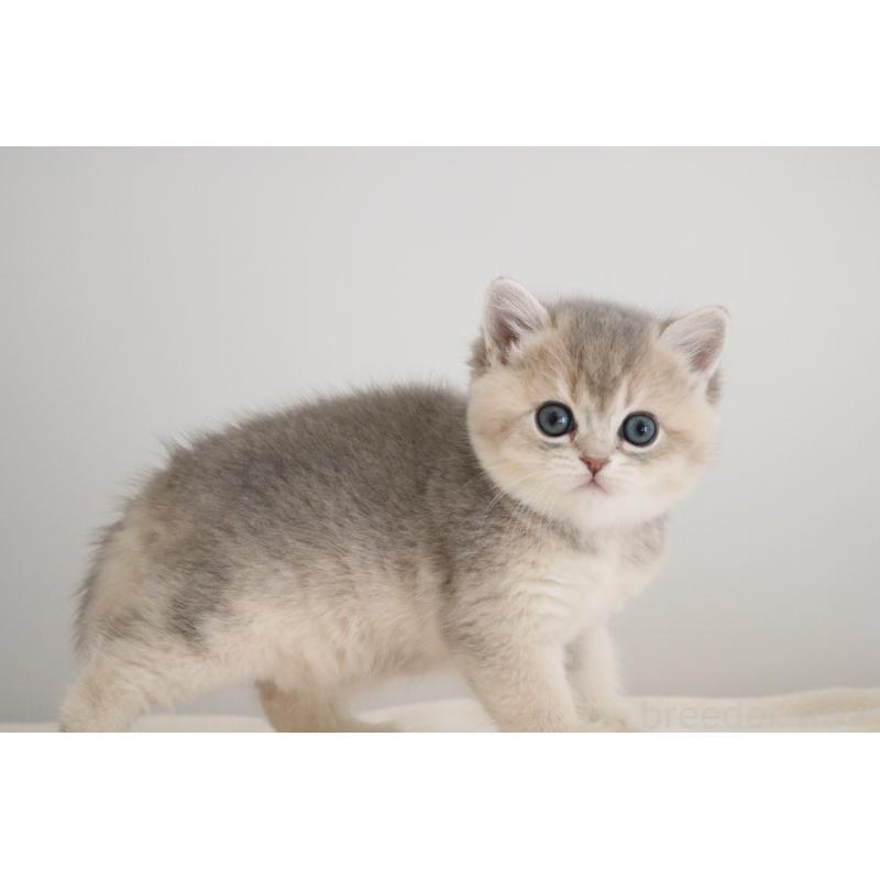 販売中の愛知県のブリティッシュショートヘア-133484の5枚目