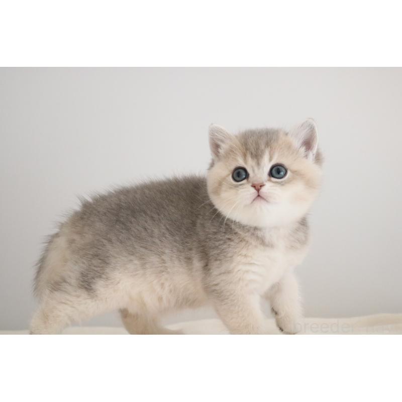 販売中の愛知県のブリティッシュショートヘア-133484の4枚目