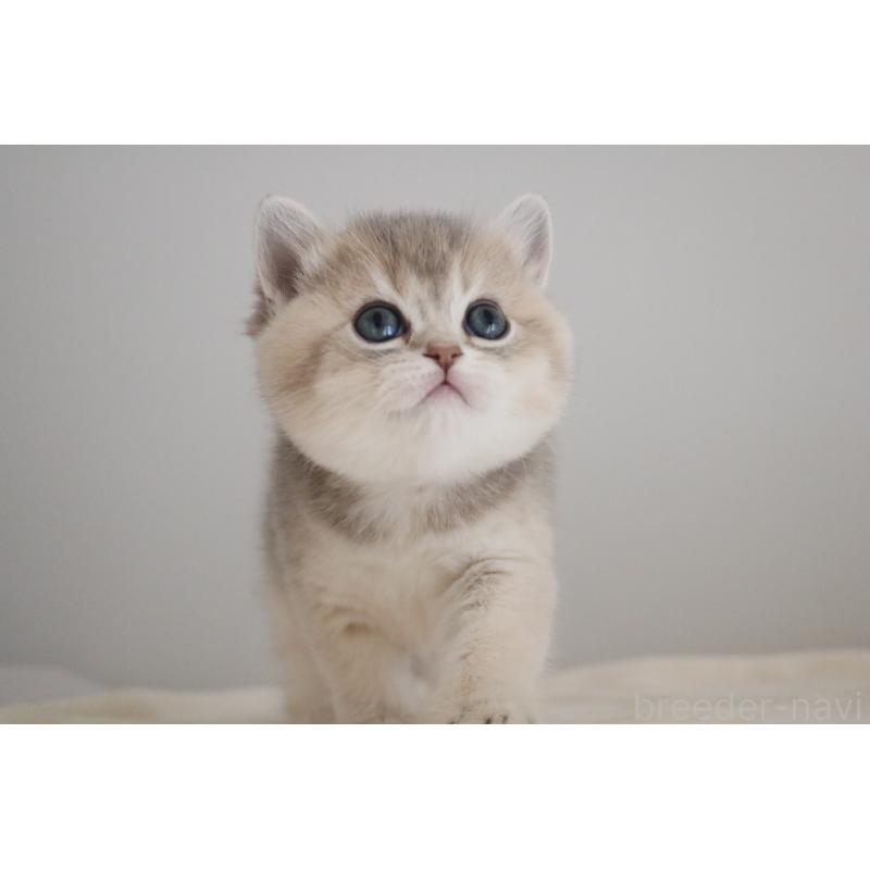 販売中の愛知県のブリティッシュショートヘア-133484の3枚目