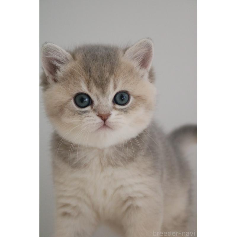 販売中の愛知県のブリティッシュショートヘア-133484の2枚目