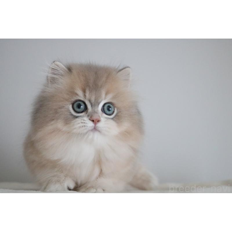 販売中の愛知県のスコティッシュストレート-132052の6枚目