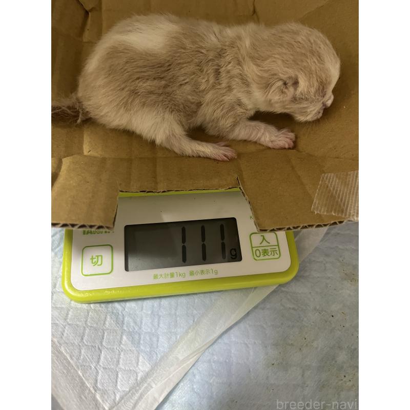 販売中の東京都のスコティッシュフォールド-134894の3枚目