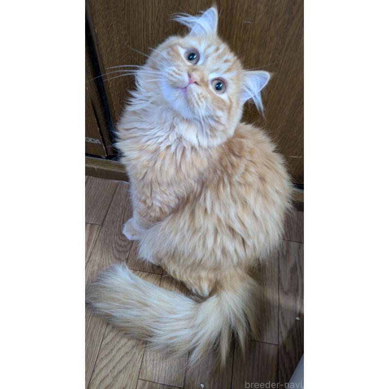 販売中の大阪府のミヌエット-128995