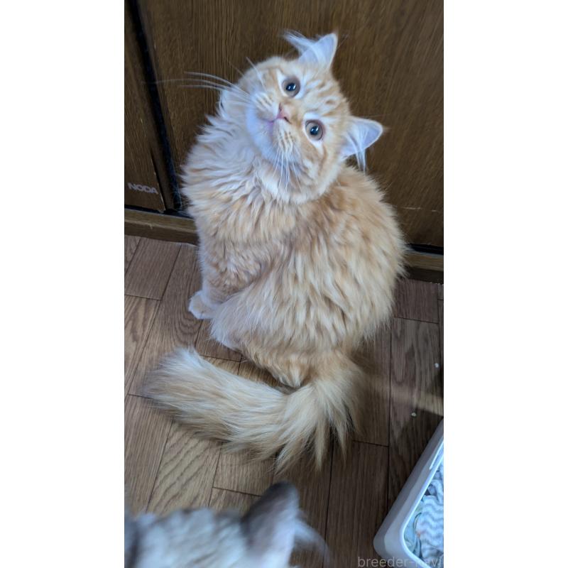 販売中の大阪府のミヌエット-128995の2枚目