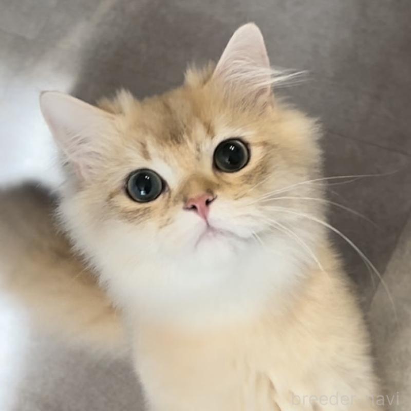 販売中の兵庫県のブリティッシュロングヘア-114144