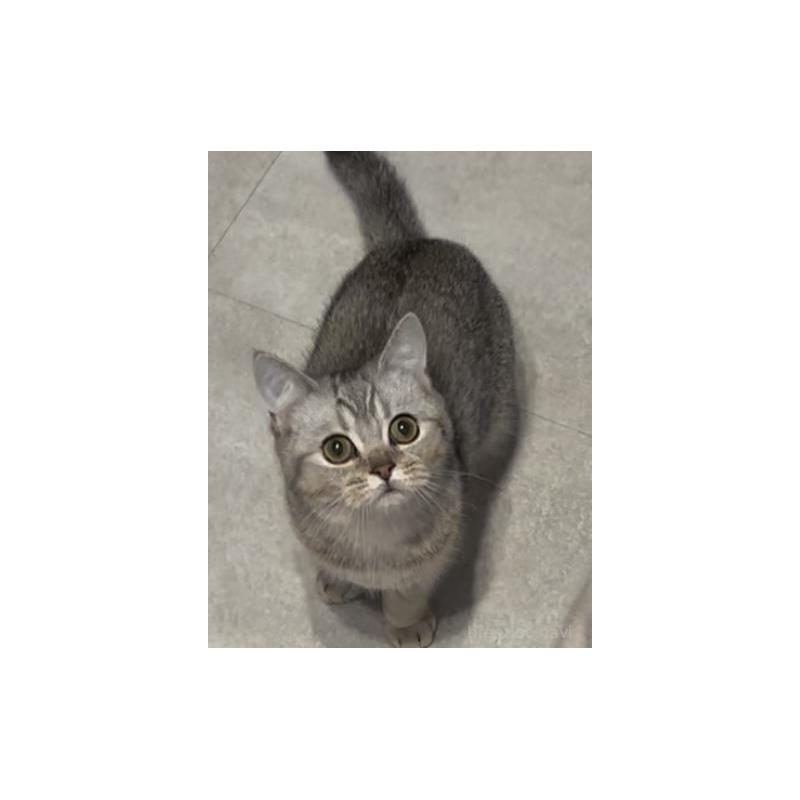 販売中の兵庫県のブリティッシュショートヘア-124655の4枚目