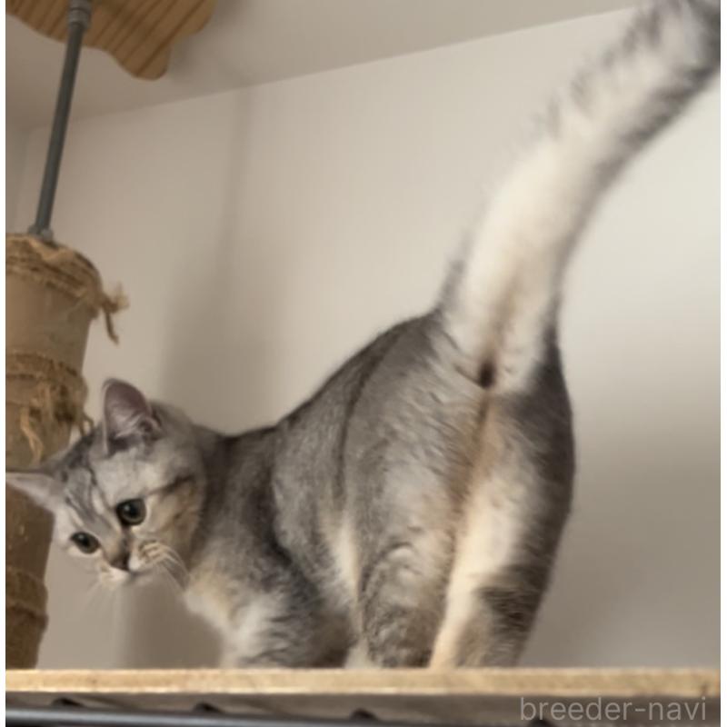 販売中の兵庫県のブリティッシュショートヘア-124655の3枚目