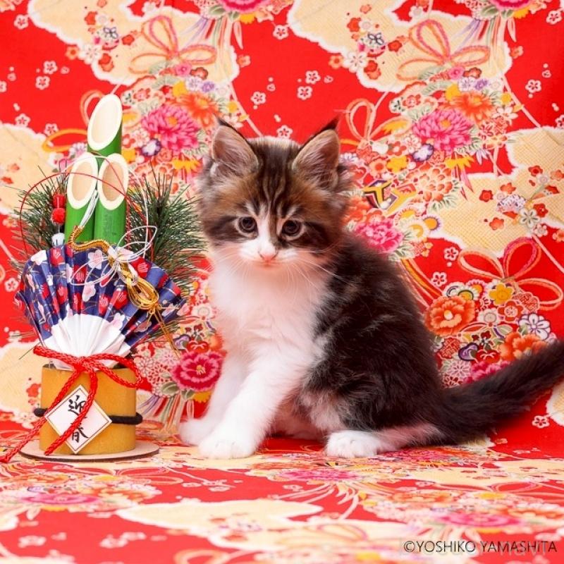 販売中の千葉県のメインクーン-132695の5枚目