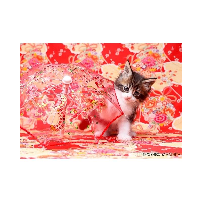 販売中の千葉県のメインクーン-132695の4枚目