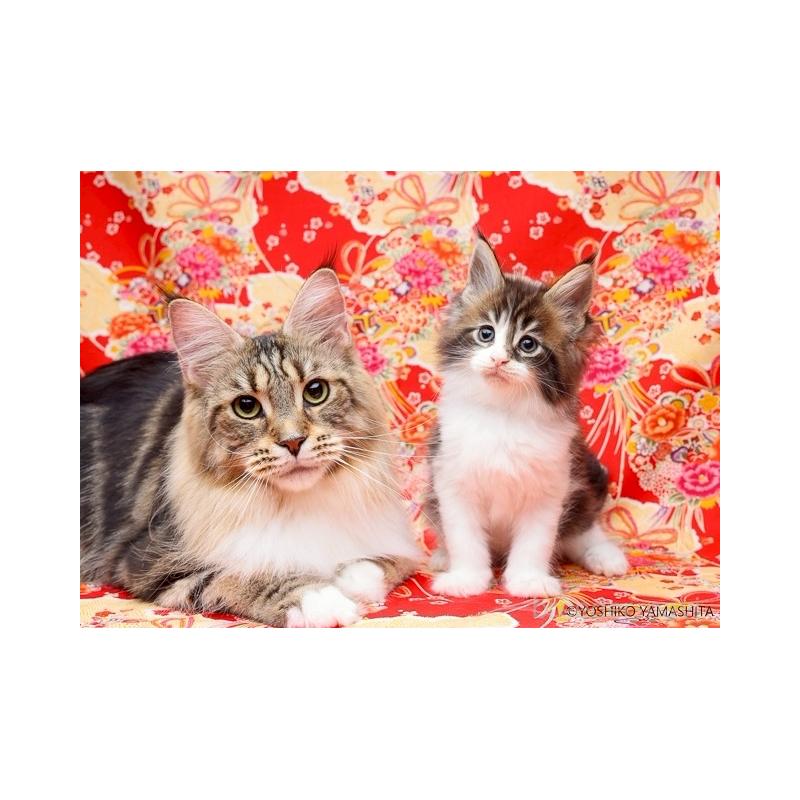 販売中の千葉県のメインクーン-132695の3枚目