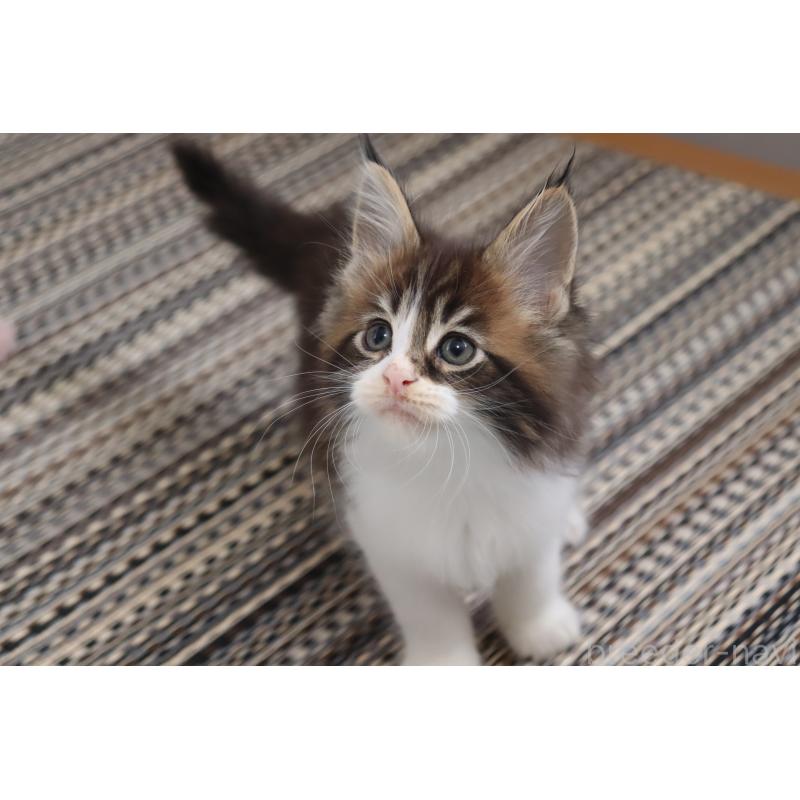 販売中の千葉県のメインクーン-132695の2枚目