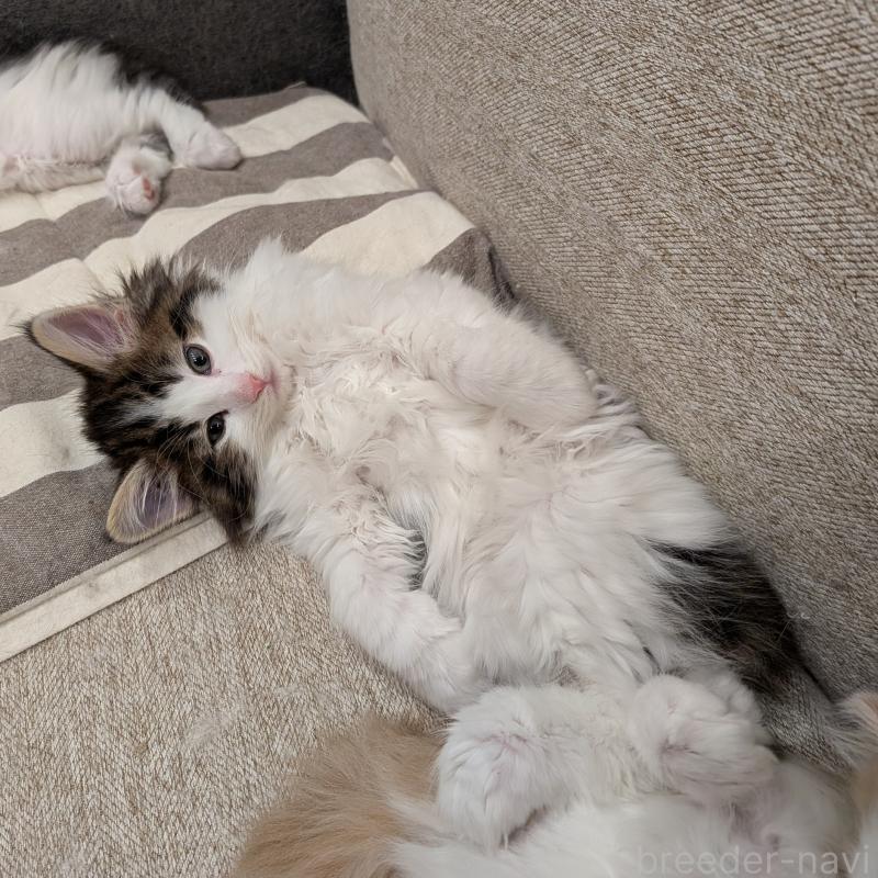 販売中の埼玉県のノルウェージャンフォレストキャット-134153の15枚目