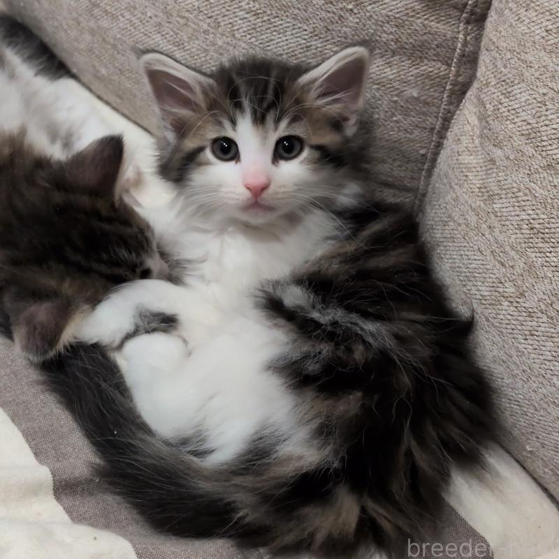 販売中の埼玉県のノルウェージャンフォレストキャット-134169の9枚目