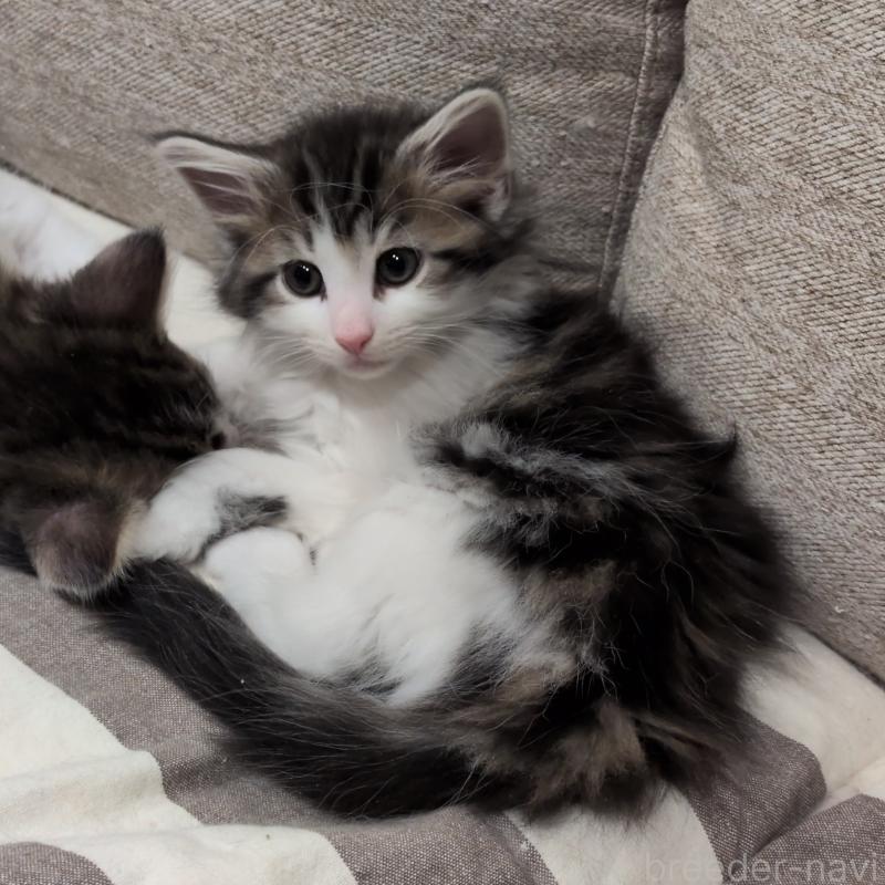 販売中の埼玉県のノルウェージャンフォレストキャット-134169の8枚目