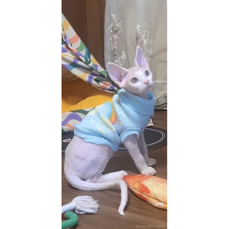 販売中の岐阜県のデボンレックス-132619の2枚目