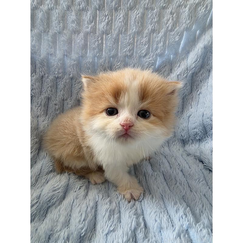 販売中の北海道のミックス-134899の7枚目