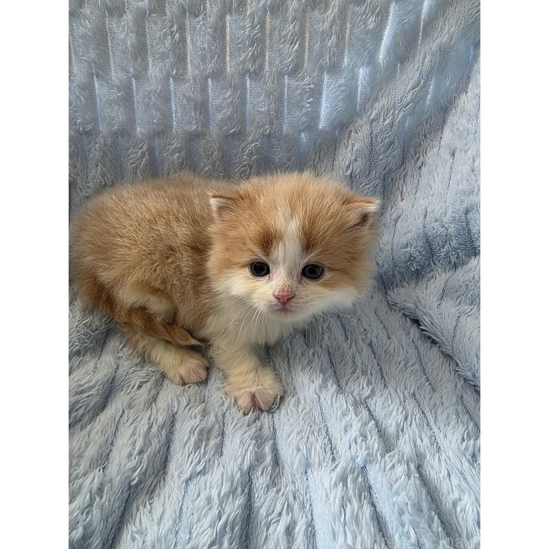 販売中の北海道のミックス-134899の5枚目