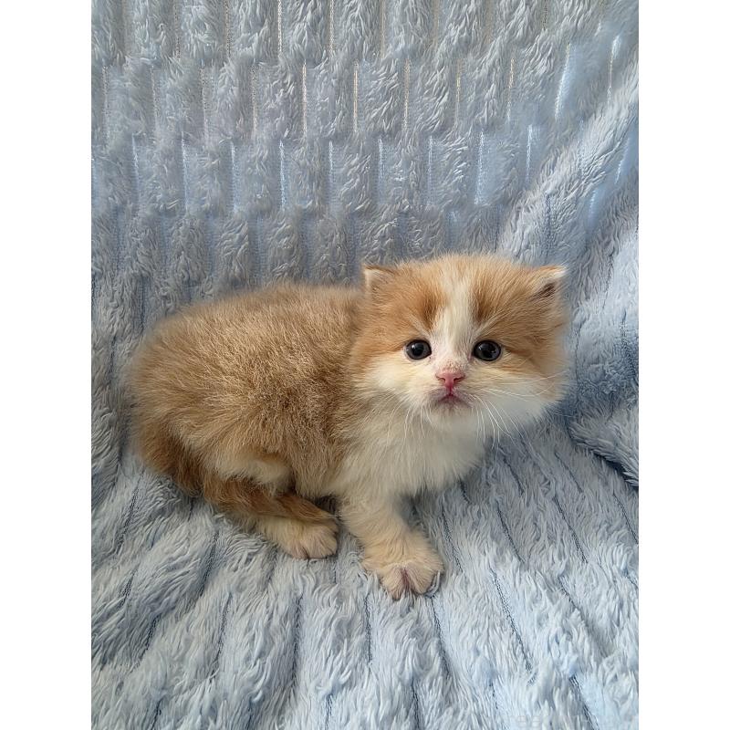 販売中の北海道のミックス-134899の4枚目