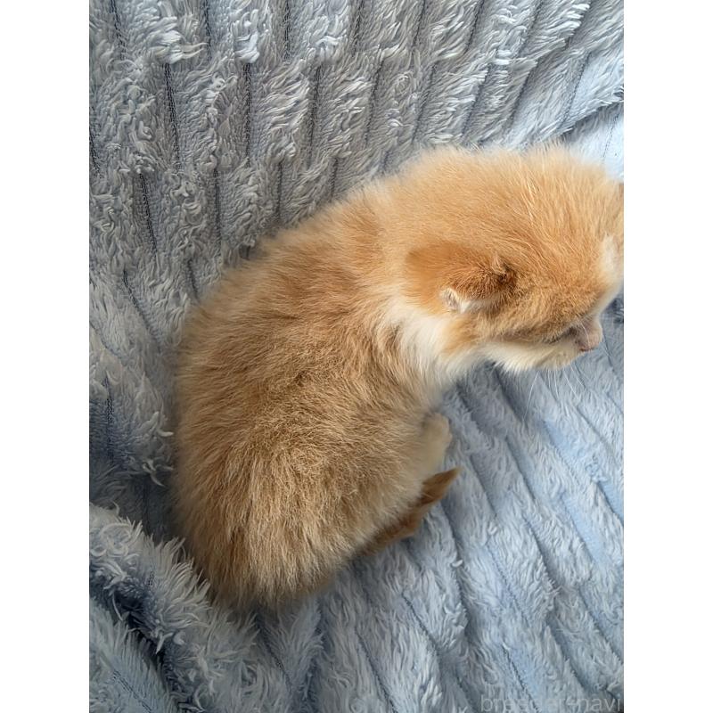 販売中の北海道のミックス-134899の3枚目