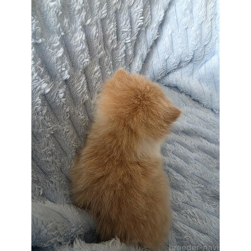 販売中の北海道のミックス-134899の2枚目