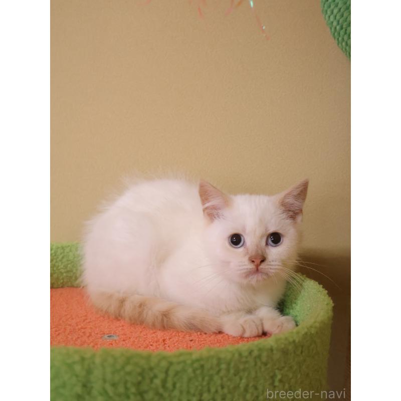 成約済の埼玉県のマンチカン-133936の2枚目