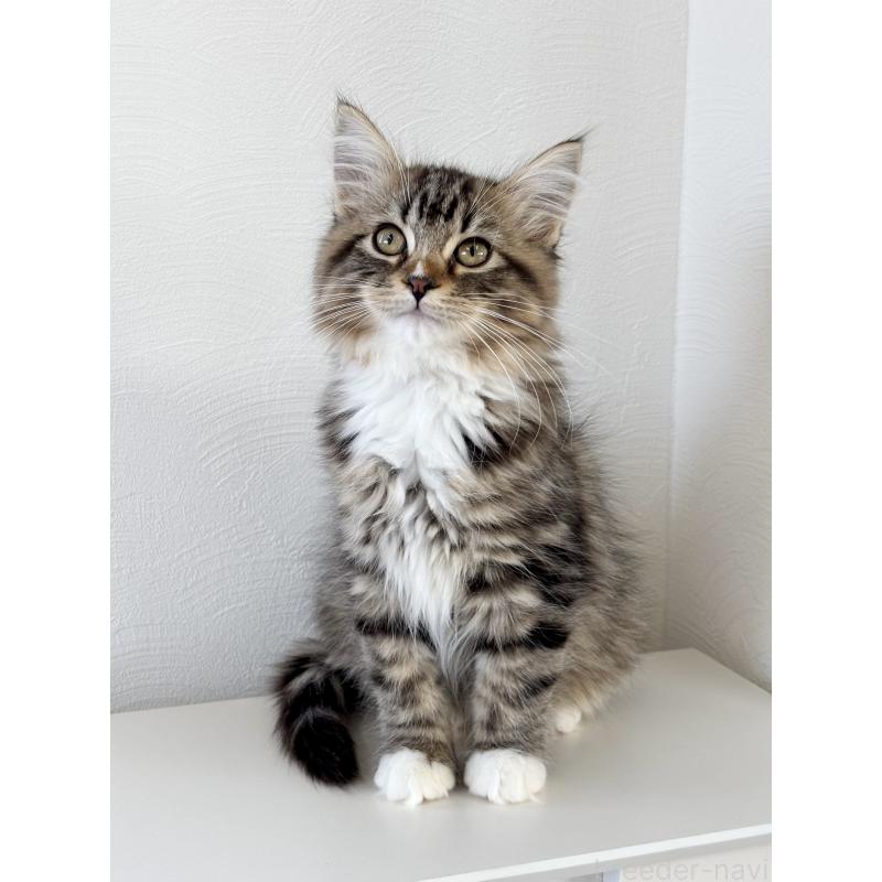 販売中の埼玉県のサイベリアン-134901の7枚目