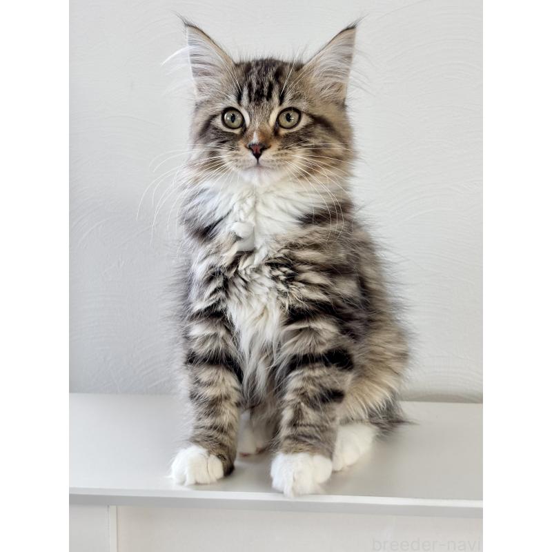 販売中の埼玉県のサイベリアン-134901の5枚目