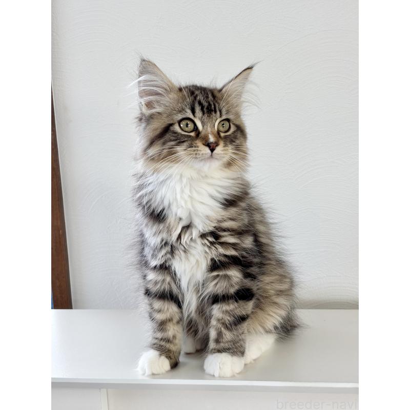 販売中の埼玉県のサイベリアン-134901の4枚目