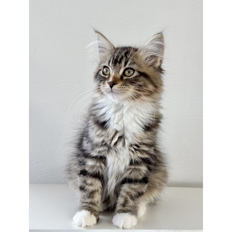 販売中の埼玉県のサイベリアン-134901の3枚目