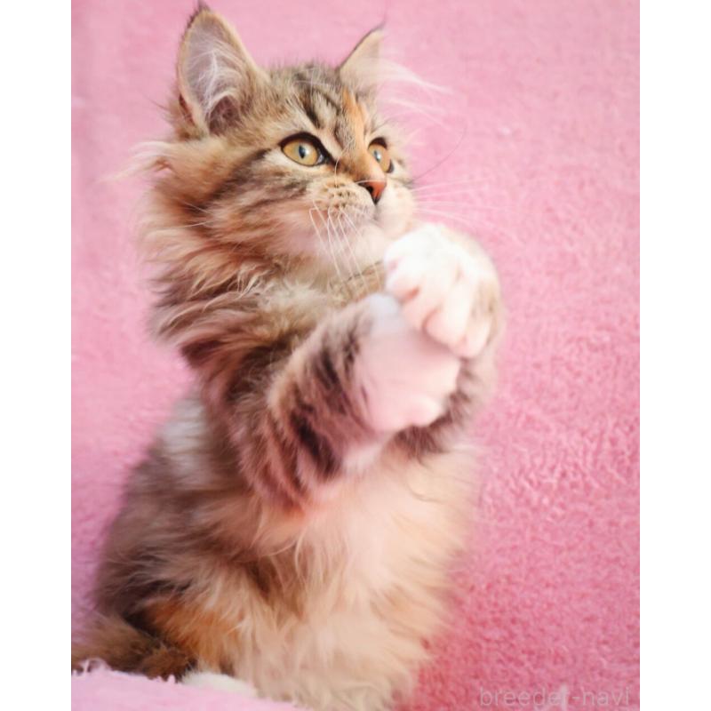 販売中の神奈川県のサイベリアン-133439の10枚目