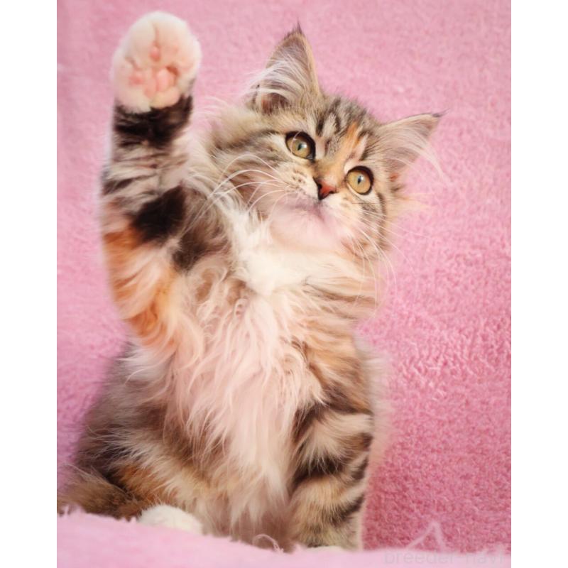 販売中の神奈川県のサイベリアン-133439の9枚目