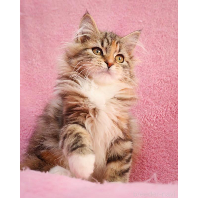 販売中の神奈川県のサイベリアン-133439の8枚目