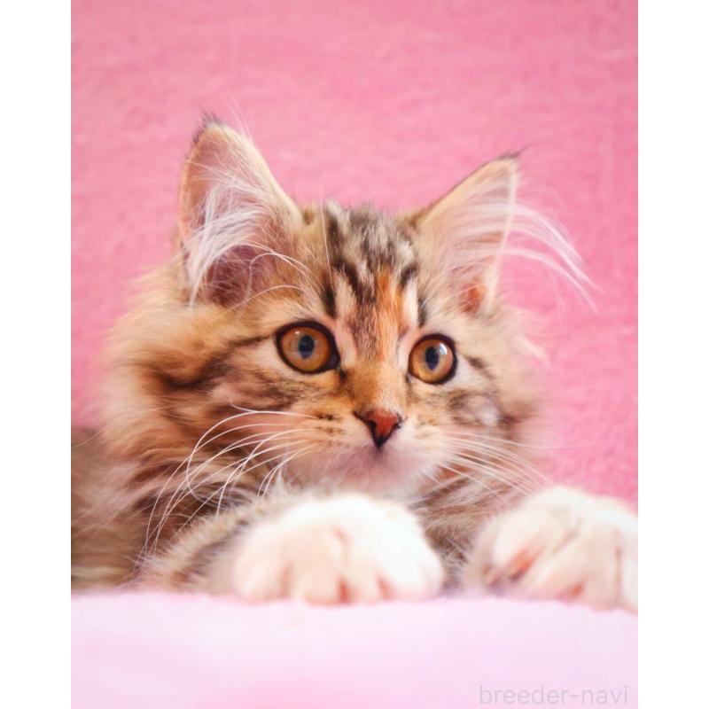 販売中の神奈川県のサイベリアン-133439の7枚目