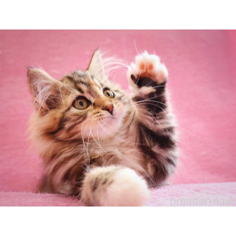 販売中の神奈川県のサイベリアン-133439の6枚目