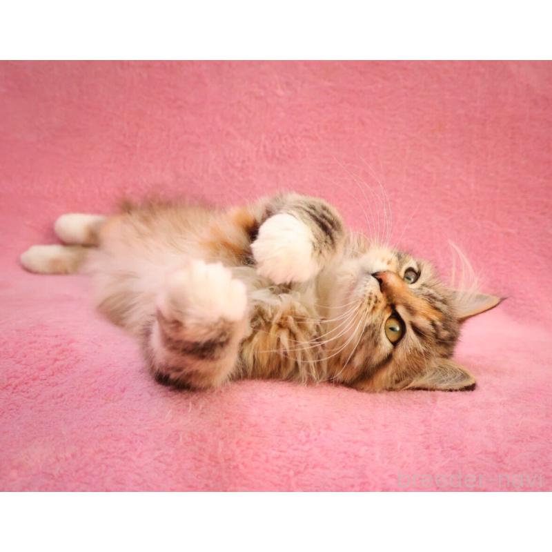 販売中の神奈川県のサイベリアン-133439の4枚目