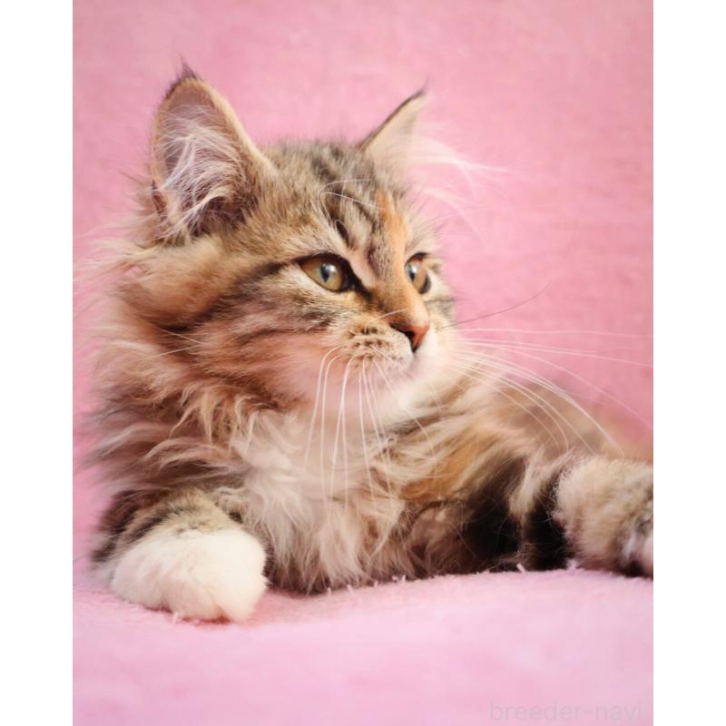 販売中の神奈川県のサイベリアン-133439の2枚目