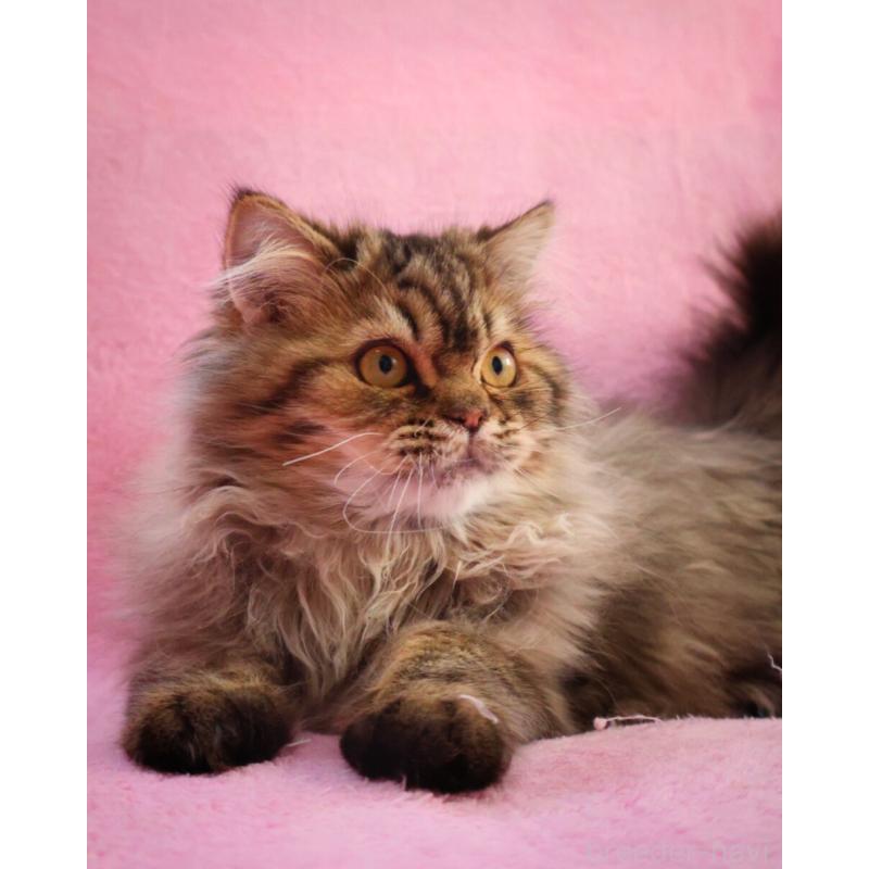 成約済の神奈川県のサイベリアン-128768の8枚目