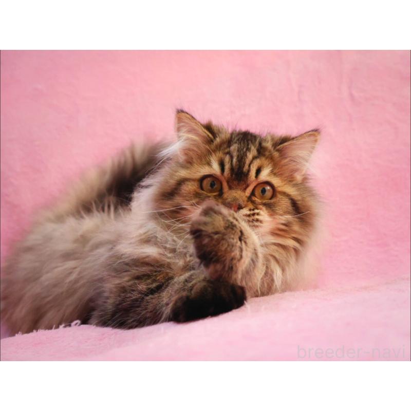 成約済の神奈川県のサイベリアン-128768の6枚目