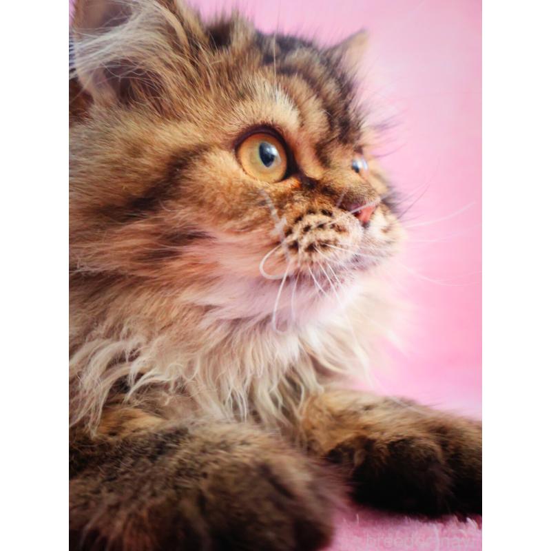 成約済の神奈川県のサイベリアン-128768の3枚目