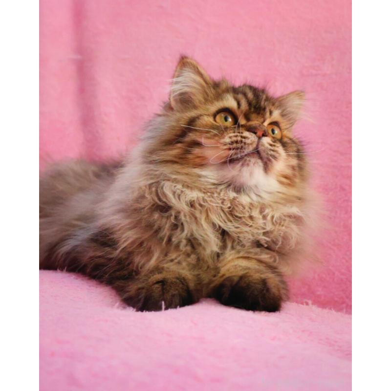 成約済の神奈川県のサイベリアン-128768の4枚目